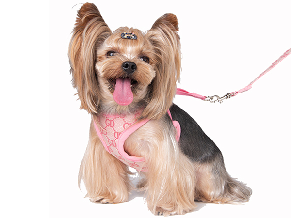 pet braces