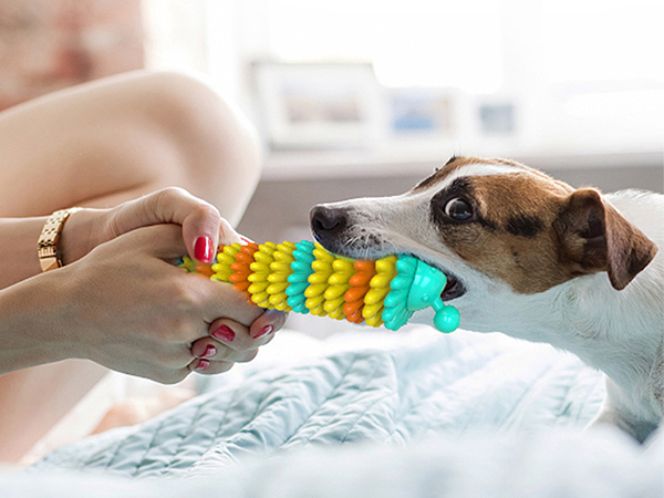 caterpillar dog bite glue molar stick