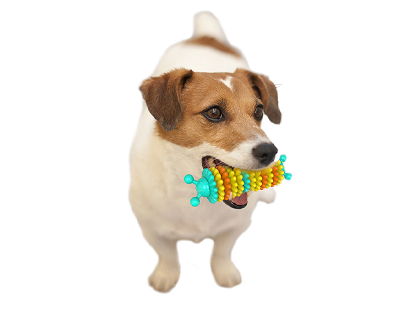 Caterpillar dog bite glue molar stick