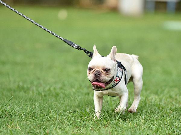 dog leash