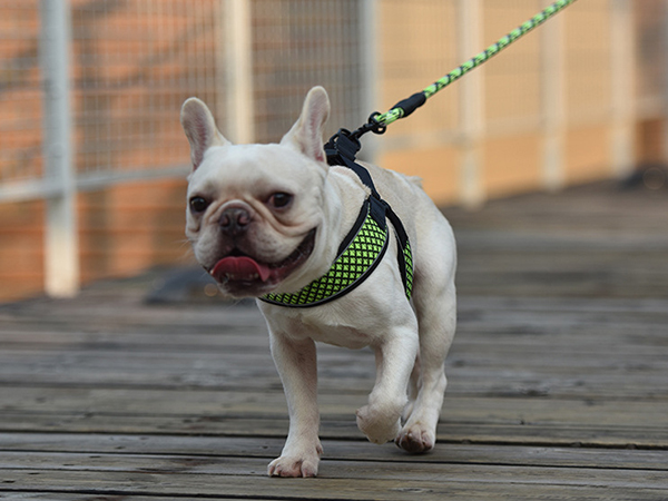 dog leash