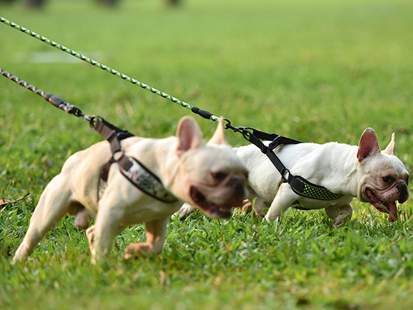 dog leash