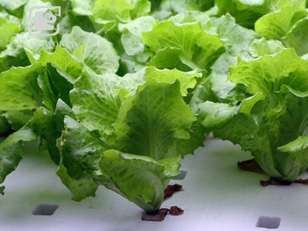 Melamine foam sponge for soilless cultivation